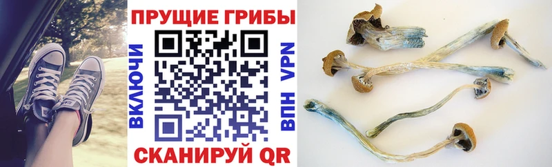 Купить закладки  Суджа  Галлюциногенные грибы прущие грибы 
